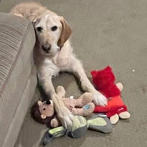 Meet your Posher, Aliess